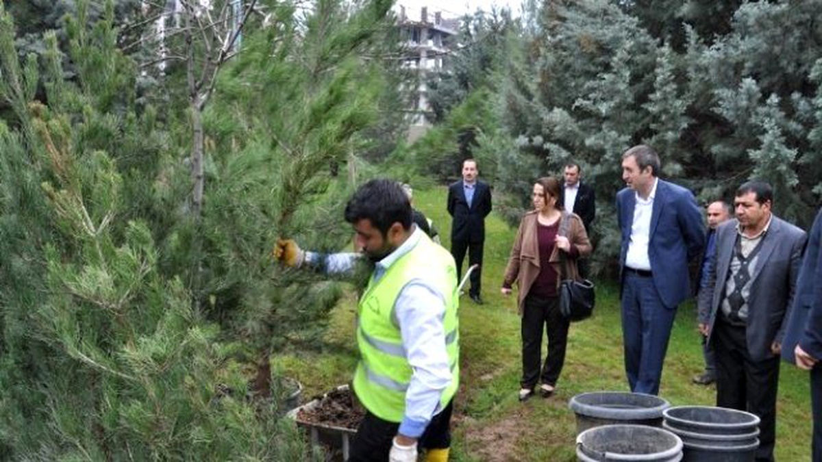 Eşbaşkanlar Fidanlıkta İncelemede Bulundu
