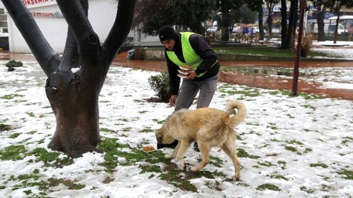 İlkadım\'dan Sokak Hayvanlarına Yiyecek Desteği