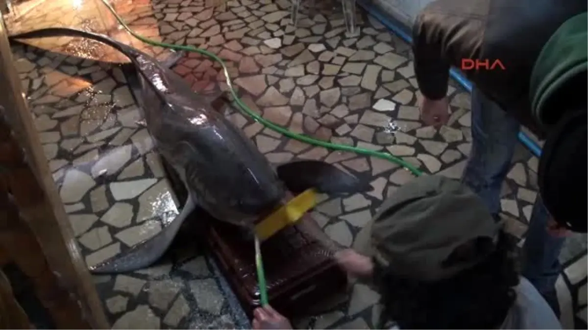 Mersin Ağlara Testere Köpek Balığı Takıldı