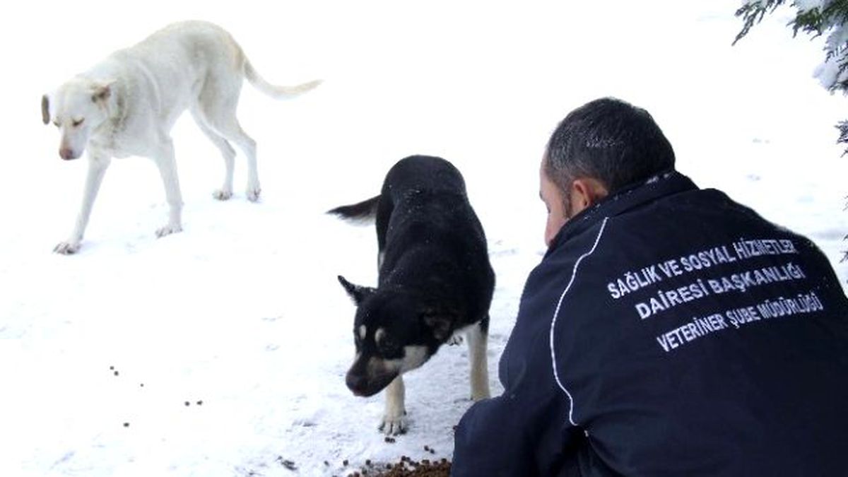 Kocaeli\'nde Sokak Hayvanları Aç Kalmıyor