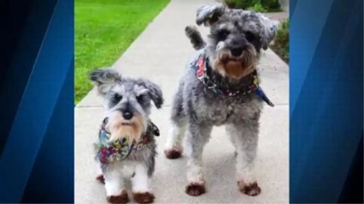 Get A Stuffed Animal Version Of Your Pets With Cuddle Clones