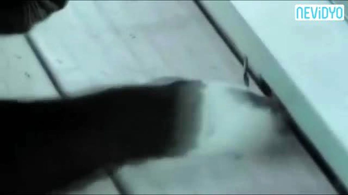 Kedinin Cesareti Hayrete Düşürüyor...