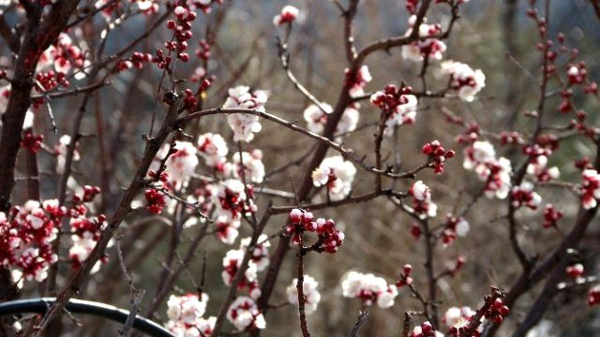 Kayısı Çiçek Açtı, Üretici Telaşlandı