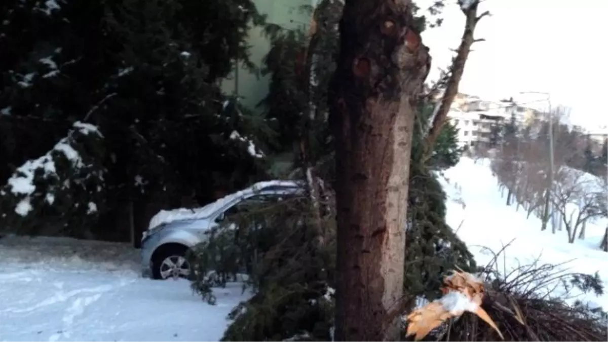 Lüks Cip Karın Devirdiği Çamın Altında Kaldı