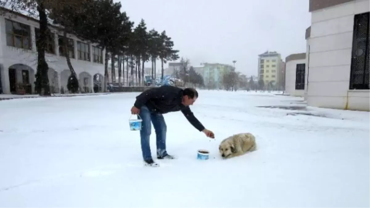 Uşak Belediyesi Sokak Hayvanlarını Unutmadı