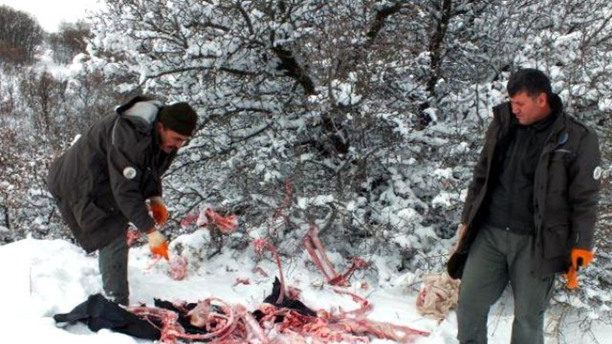 Yozgat\'ta Yaban Hayvanlar İçin Doğaya Yem Bırakıldı