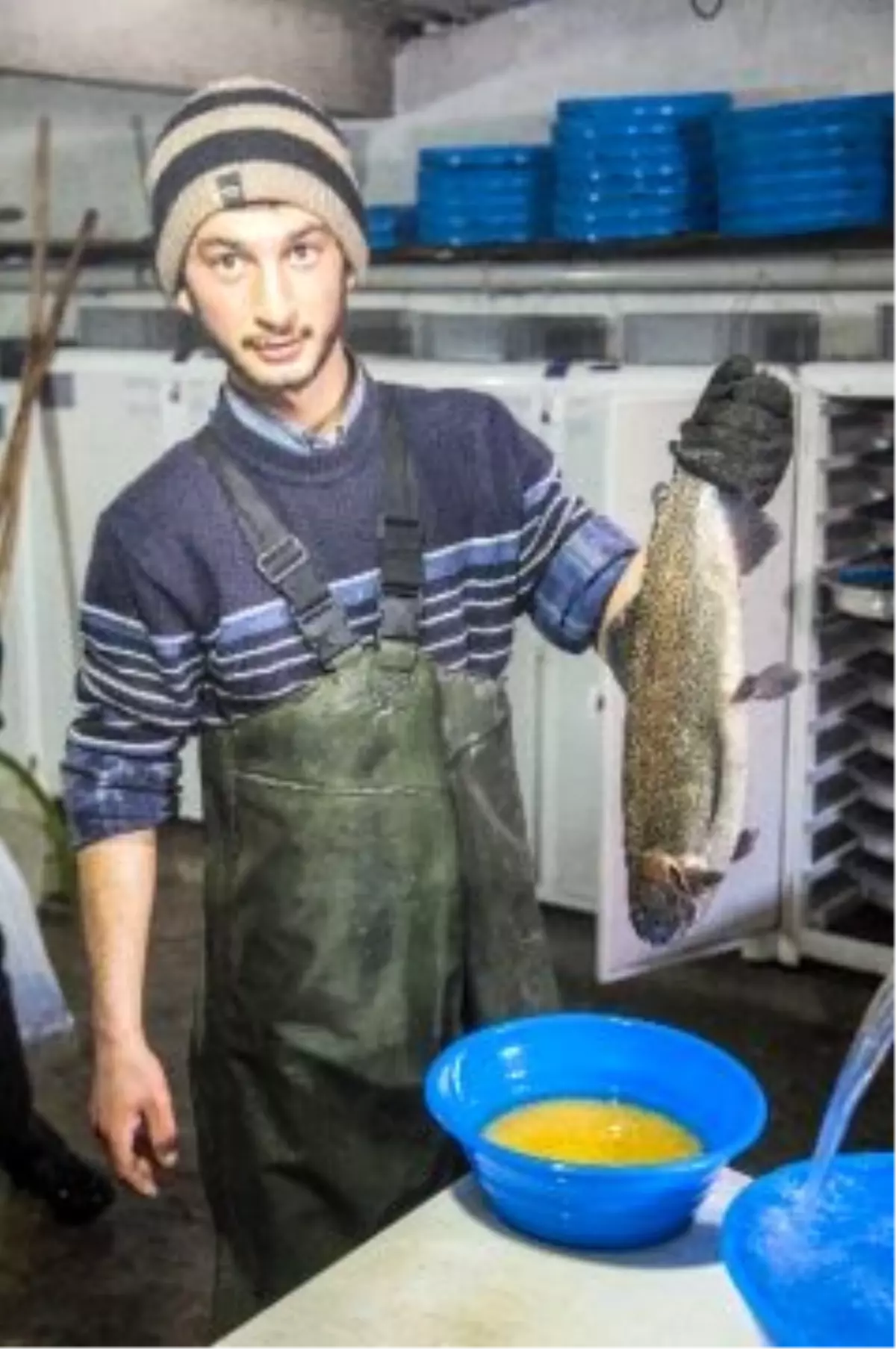 Alabalığın Yetişme Aşamaları Görenleri Adeta Büyülüyor