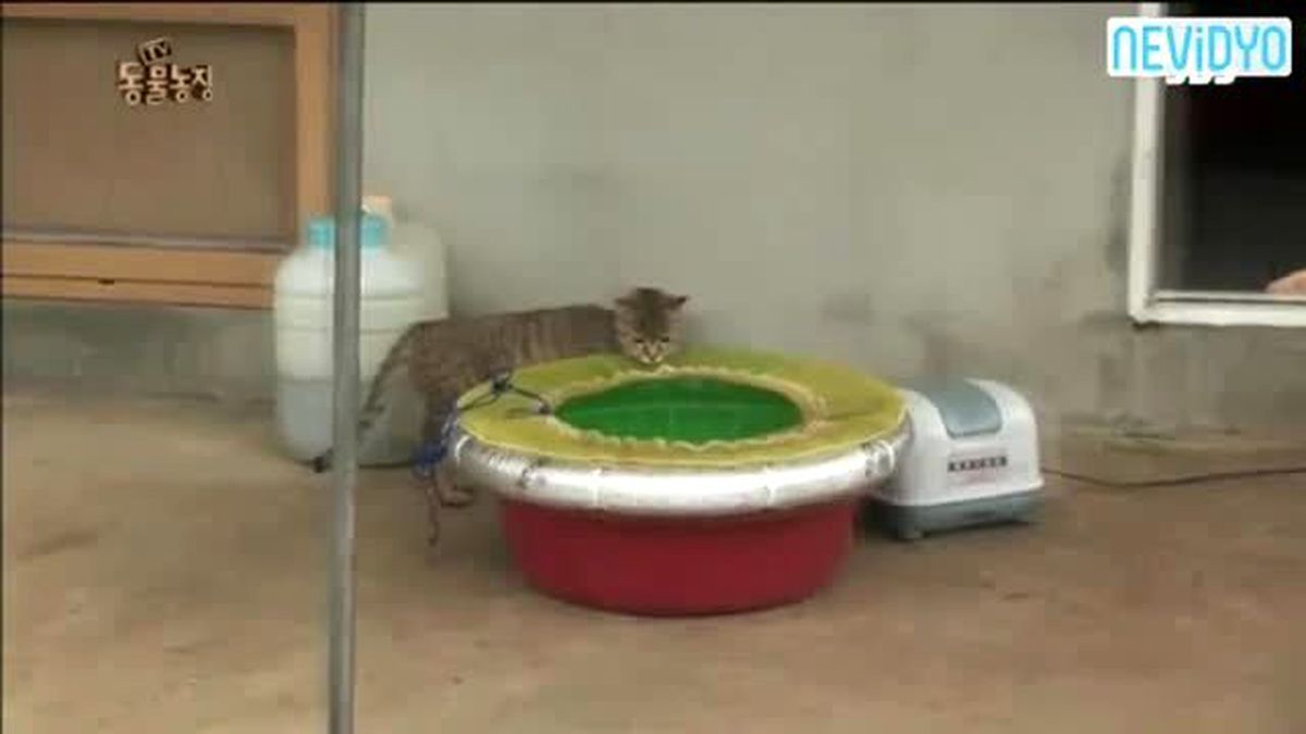 Avlanmaya Çalışan Kedi Öyle Bir Rakip Buldu Ki...