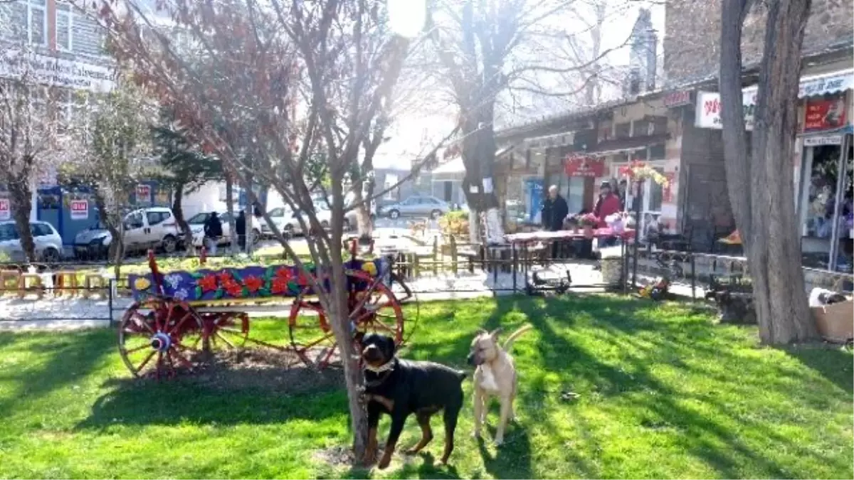 Tekirdağ\'da Yaşı Küçük Çocukların Ellerindeki Saldırgan Köpekler Tehlike Saçıyor