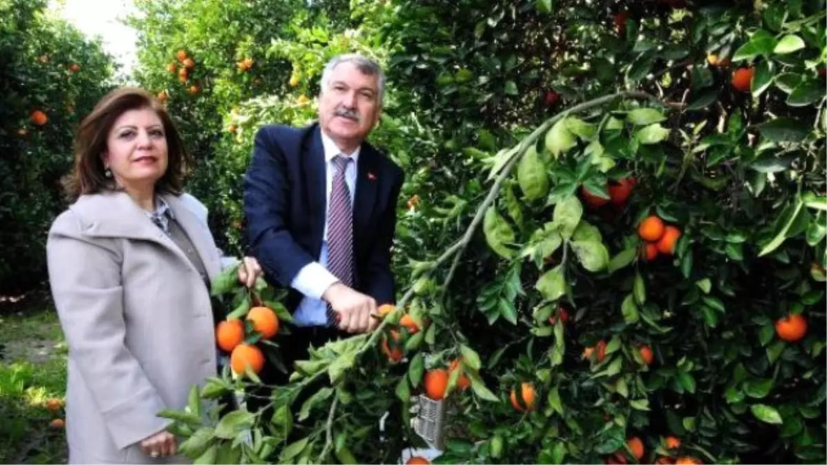 Adana Seyhan Belediyesi, Üreticiye Destek İçin Aldığı 500 Ton Portakalı Vatandaşa Dağıtıyor