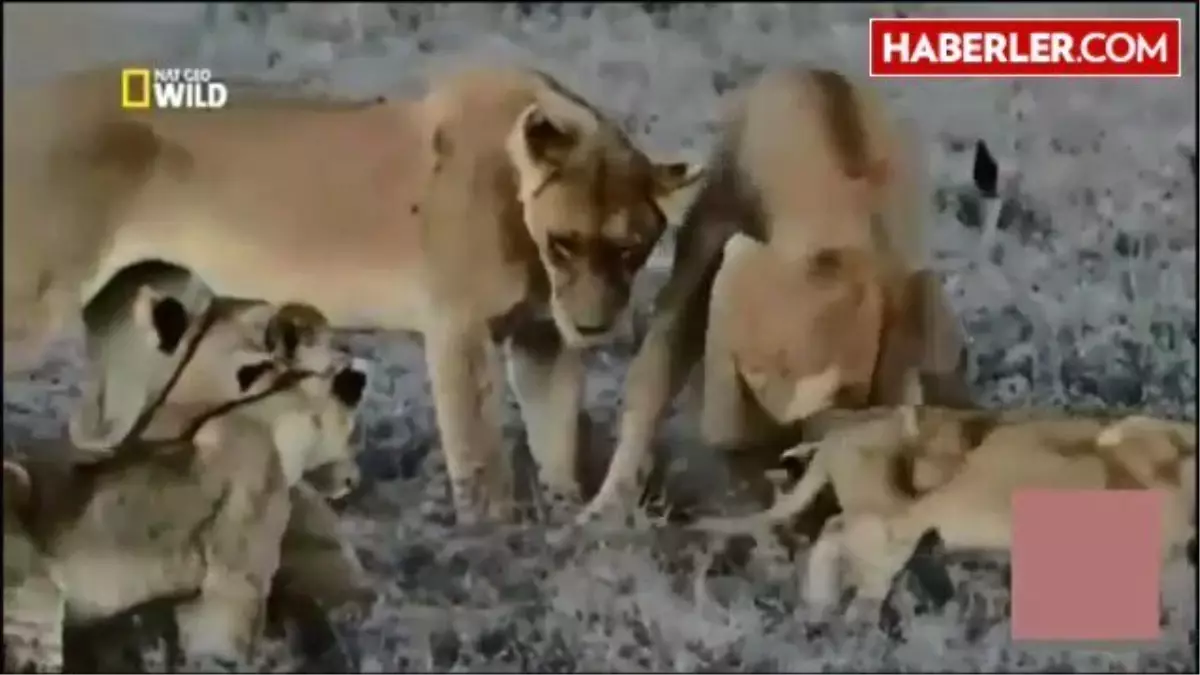 Aslan Sürüsü Domuzları Yuvalarında Sıkıştırdı