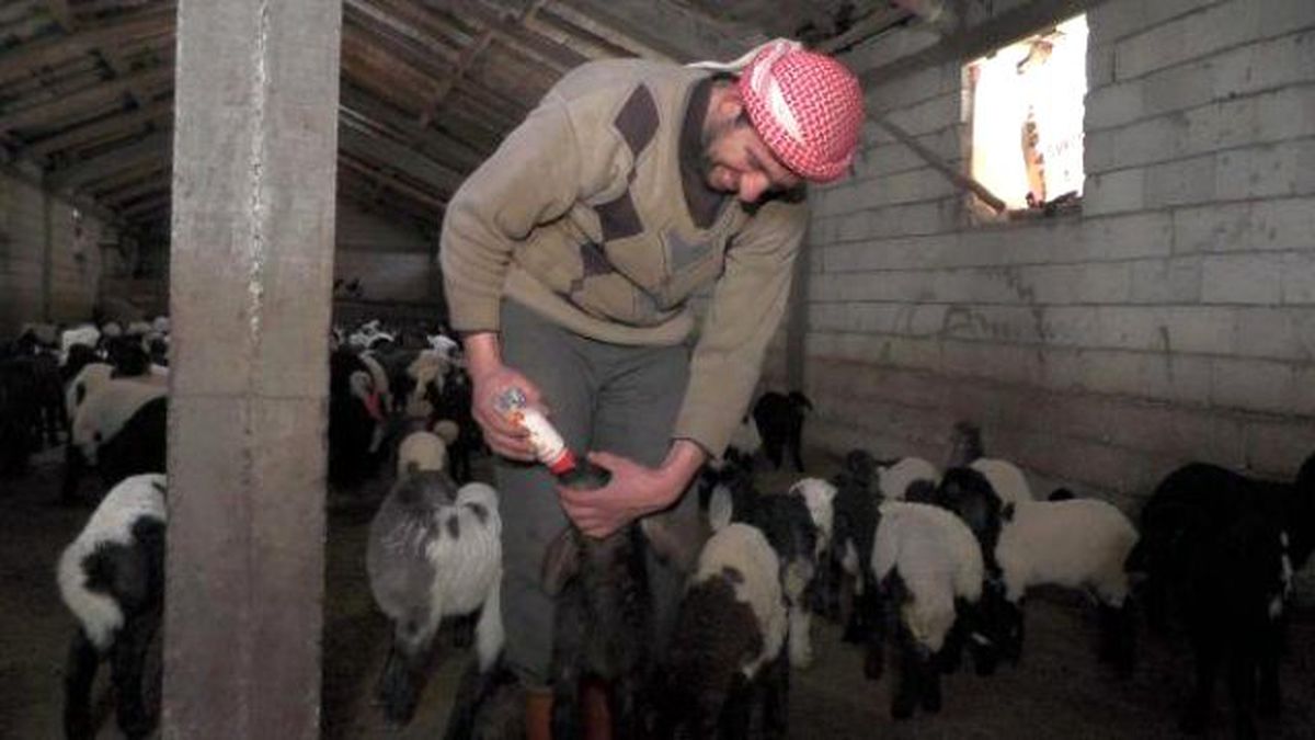 Erken Doğan Kuzular Biberonla Besleniyor