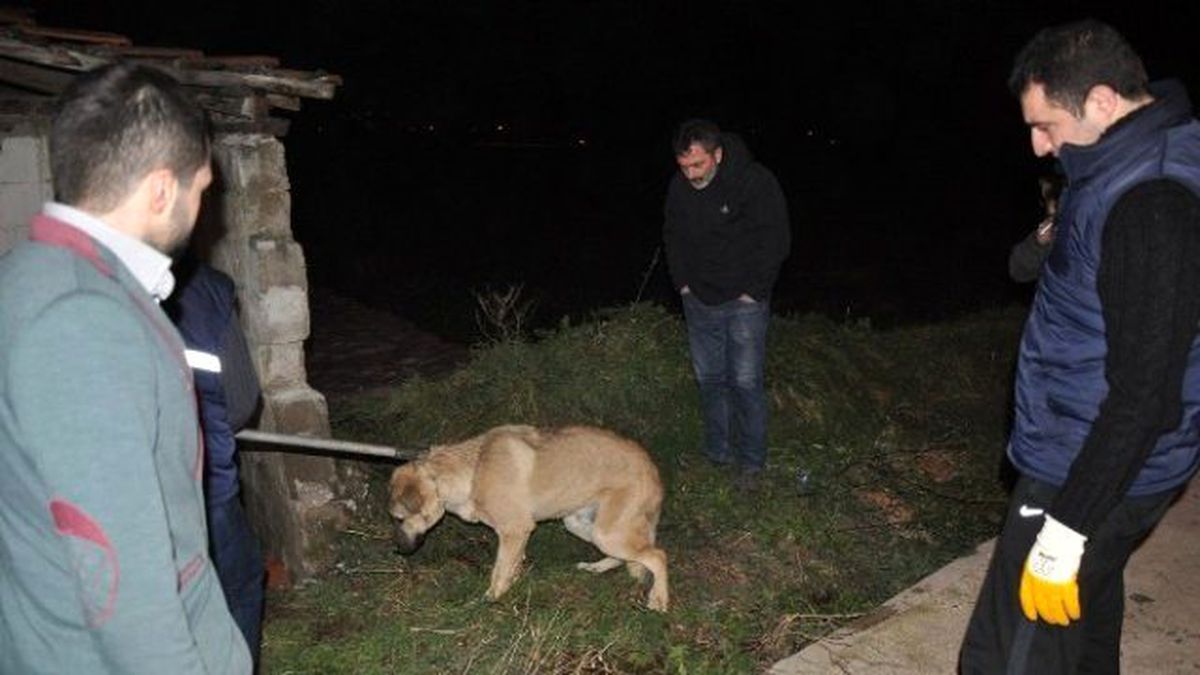 Köpeğe Çarpıp Kaçtı