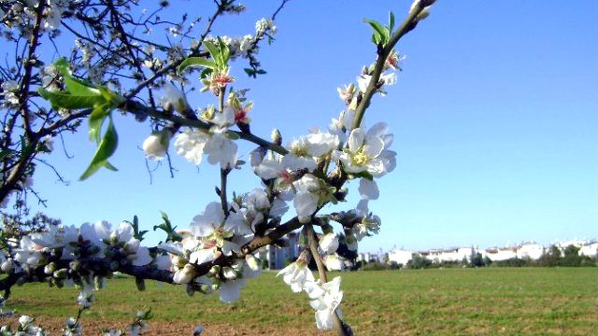 Soğuk Hava Sahillerde Bitkileri Olumsuz Etkilendi