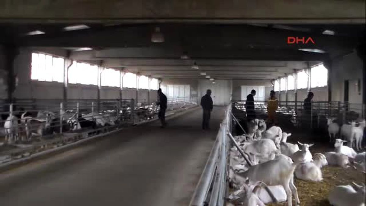 Bayramiç Çiftlikteki Bir Keçi Altız Doğurdu