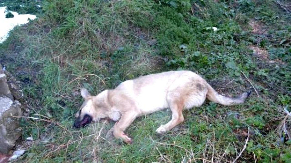 Bir Otomobilin Çarpıp Kaçtığı Köpeğe, Yoldan Geçen Sürücüler Yardım Etti