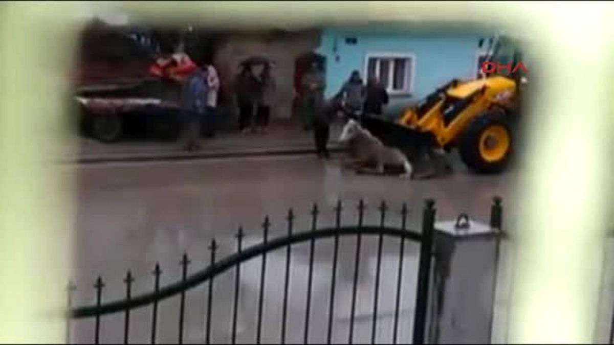 Eskişehir - At, Kepçeyle Kamyona Böyle Atıldı