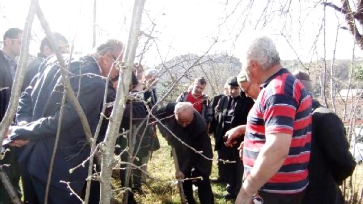 Fındıkta Verim İçin \'Tarla Okulu\' Uygulaması