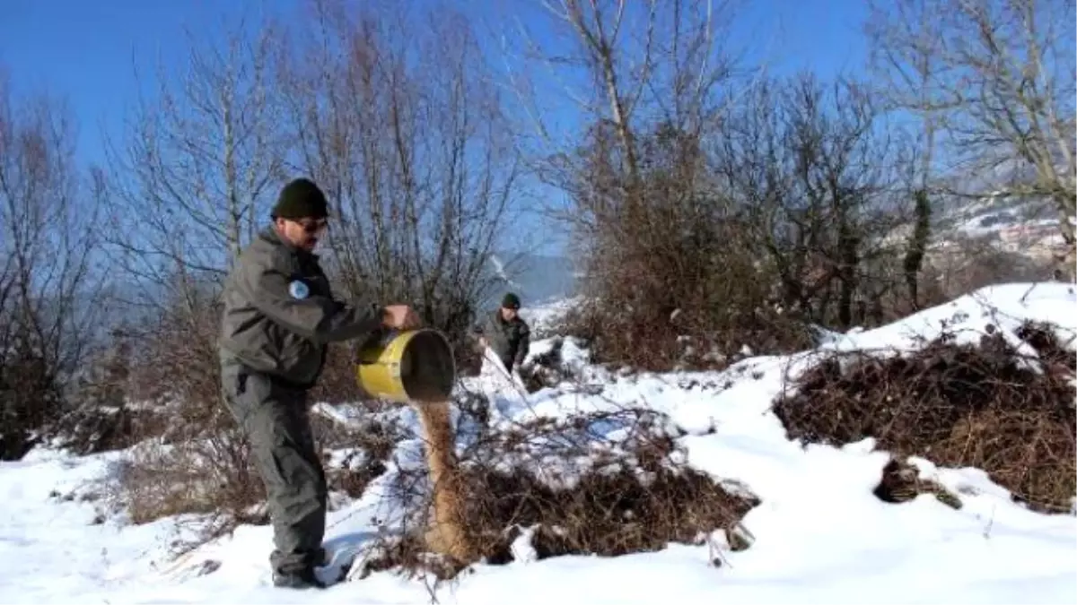 Karda Yiyecek Bulamayan Hayvanlar İçin Yemleme Yapıldı