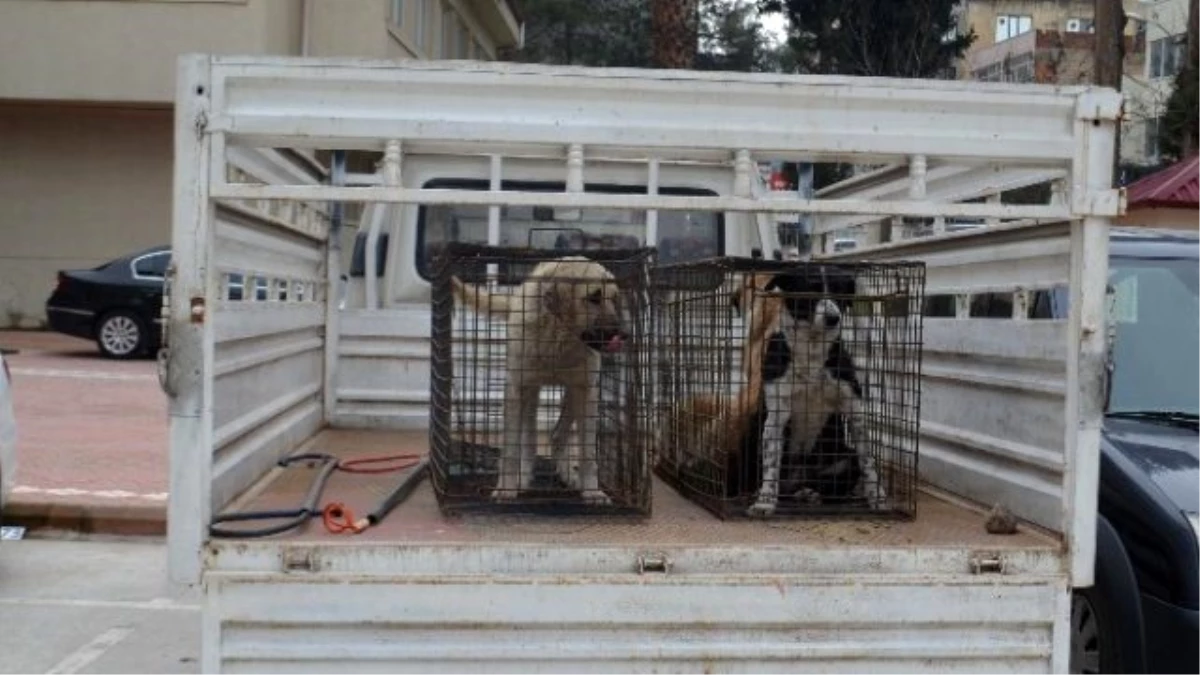 Kırıkhan\'daki Başıboş Köpekler Barınağa Götürüldü