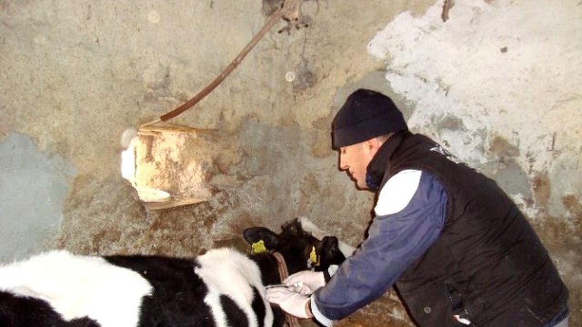 Malkara\'da 57 Bin Büyükbaşa \'Şap Aşısı\' Kampanyası Başlatıldı