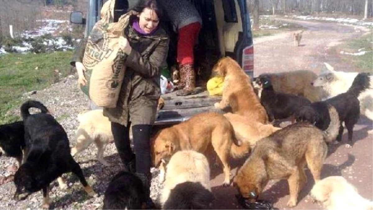 Ormana Terk Edilen Köpekleri Hayvanseverler Besliyor