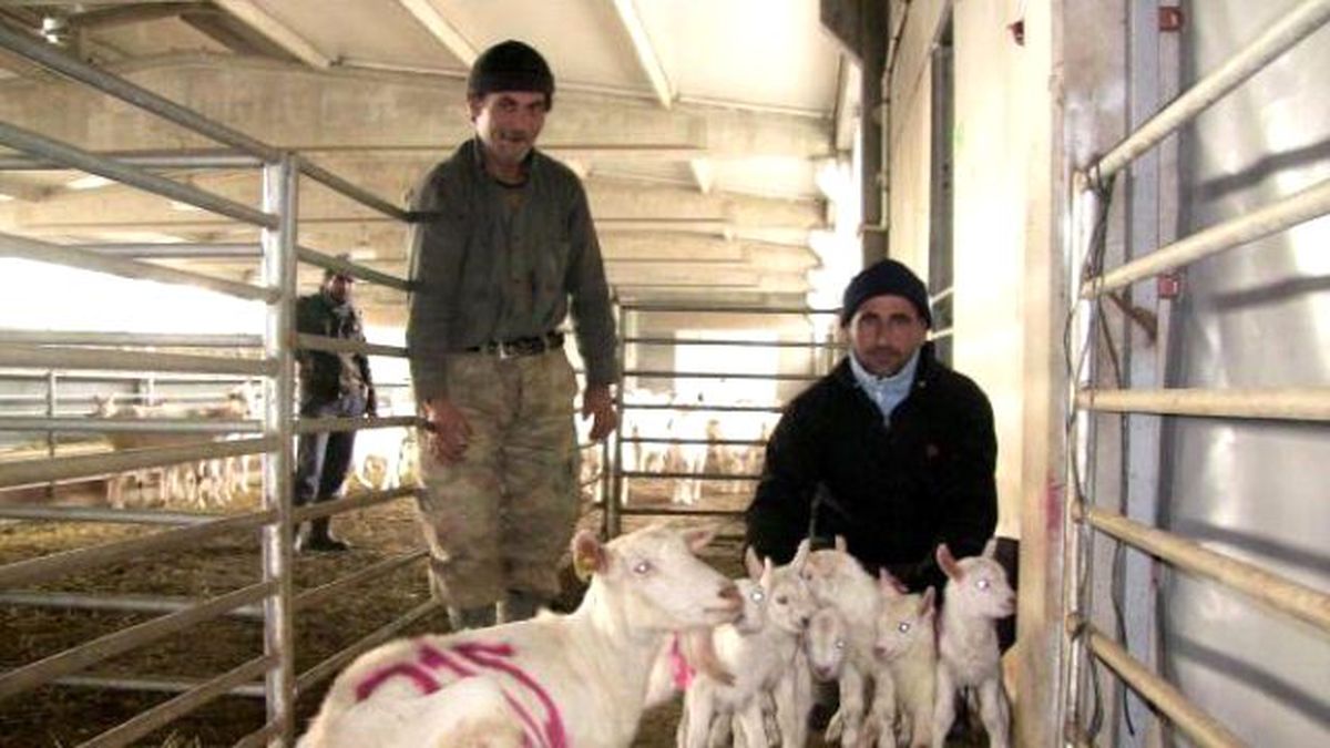 Saanen Keçisi Altız Doğurdu