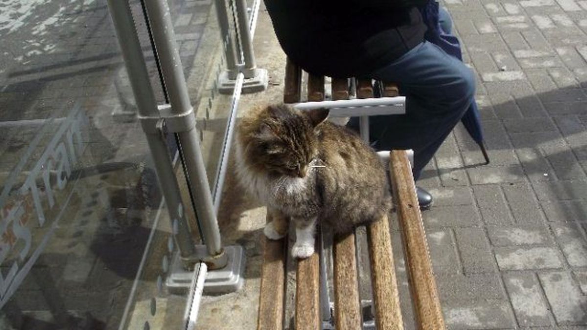 Tramvay Durağında Davetsiz Misafir