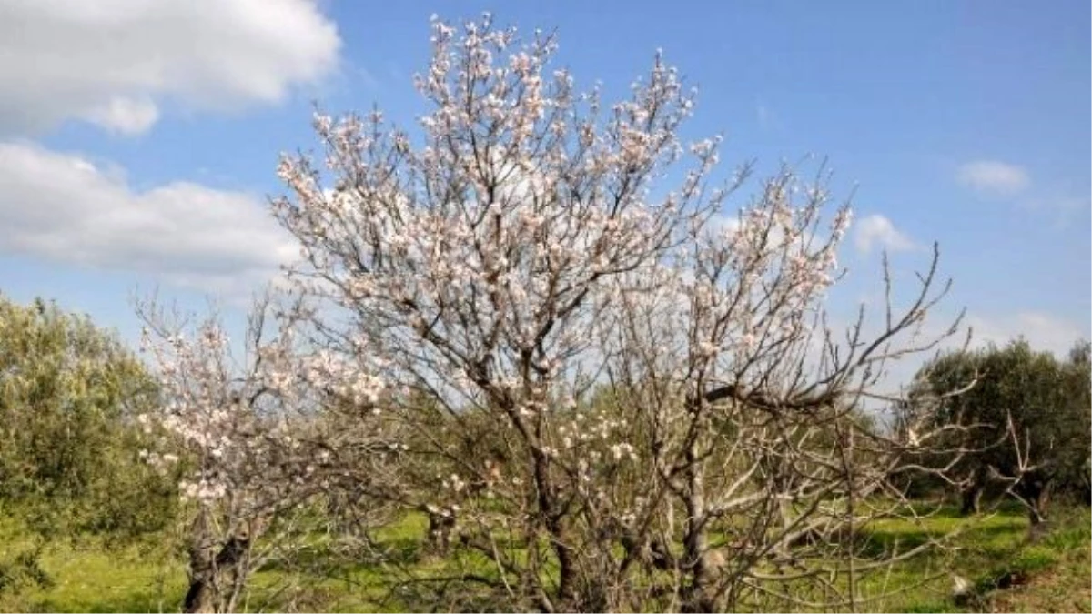 Yalancı Bahara Aldanan Ağaçlar Çiçek Açtı