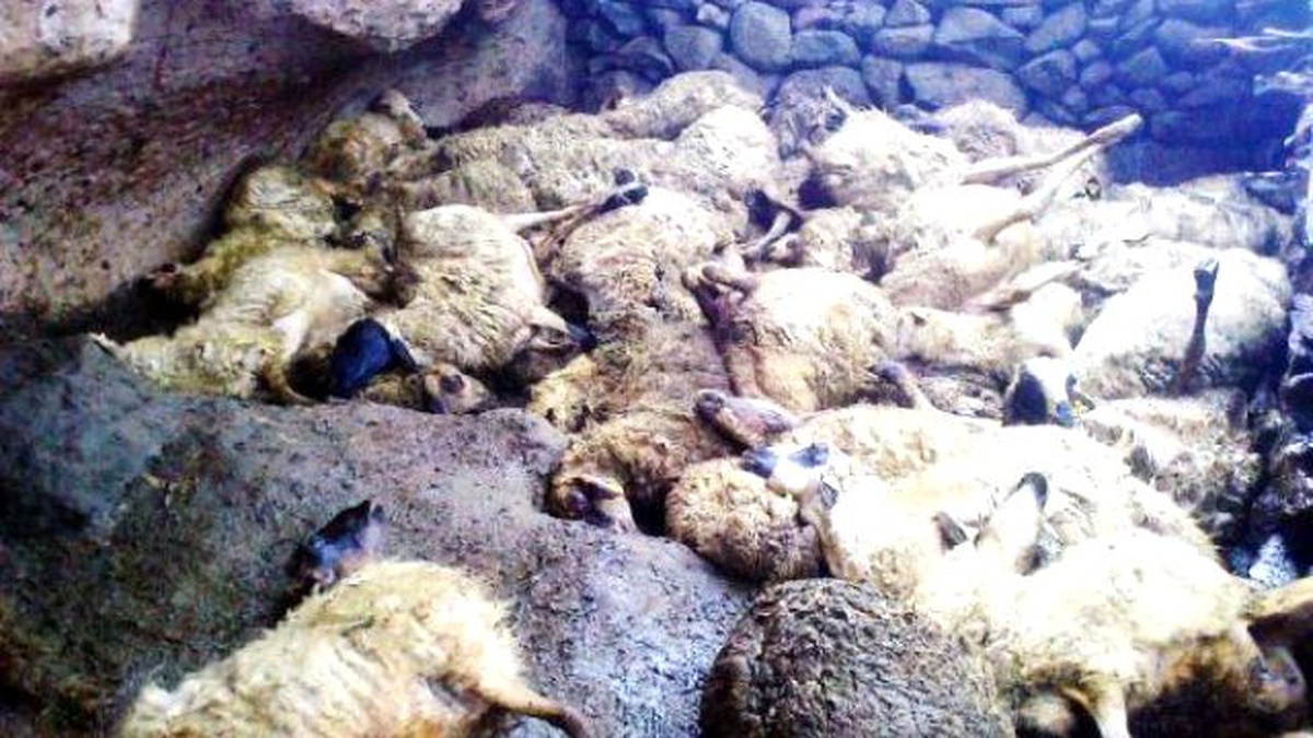 Ağıla Dalan Sokak Köpekleri 91 Küçükbaş Hayvanı Telef Etti