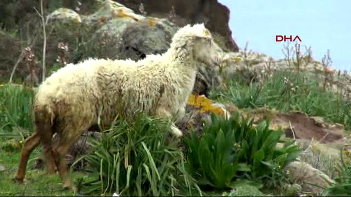 Bodrum Ağıla Saldıran Sokak Köpekleri 91 Küçükbaş Hayvanı Telef Etti