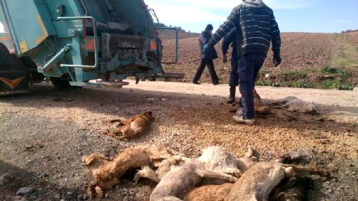 Bursa'da 84 Sokak Köpeği Zehirli İğneyle Öldürüldü!