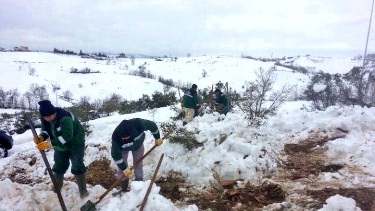 Karda Bile Ağaç Diktiler