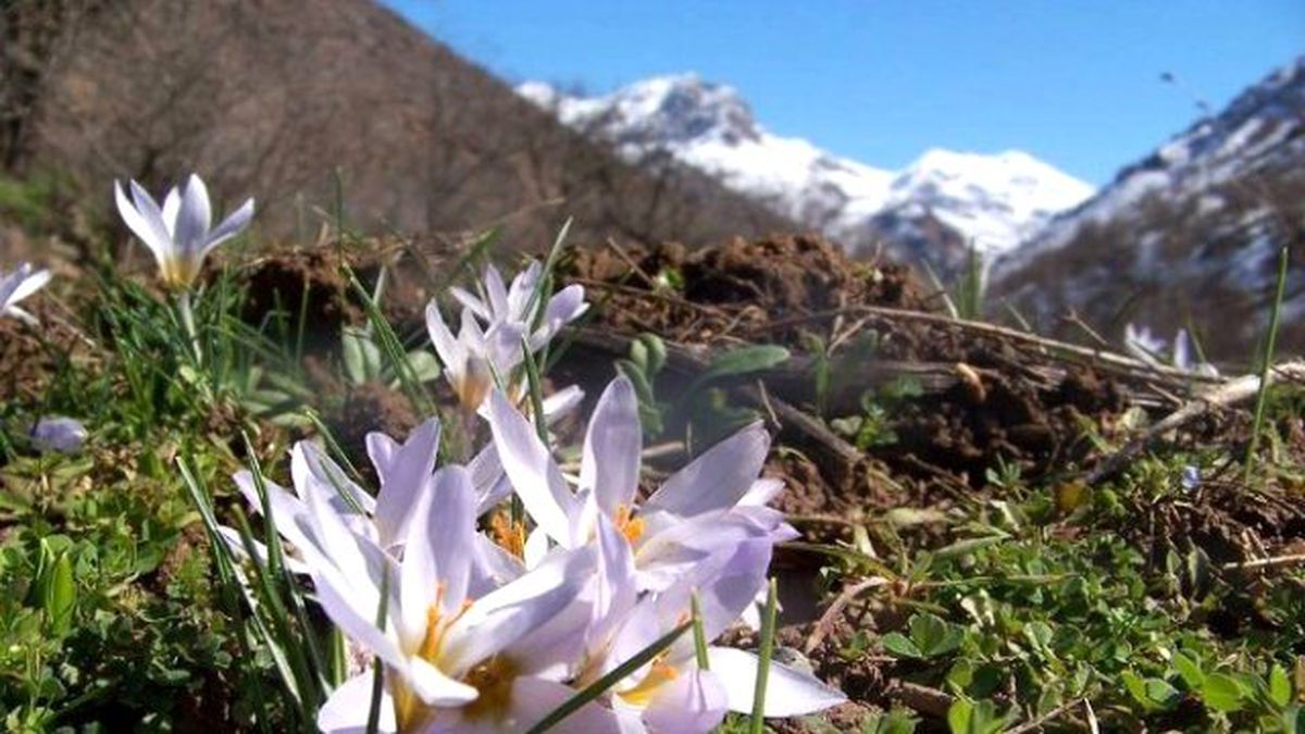 Kardelenler Şubat Ayında Açtı