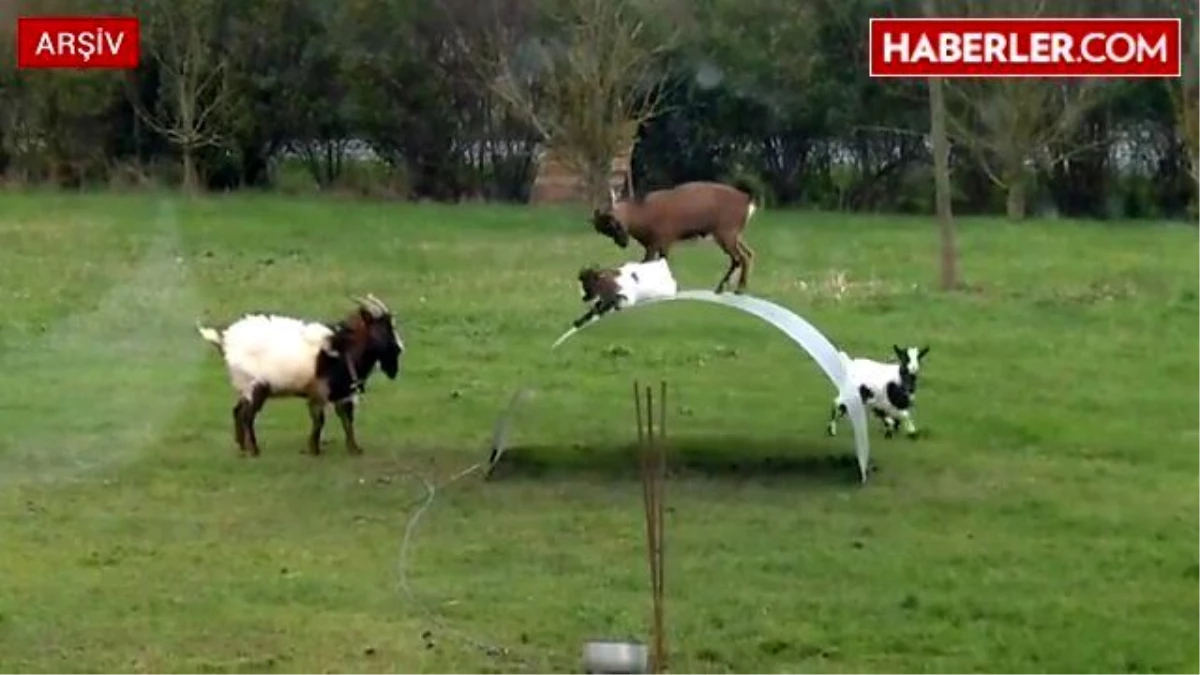 Keçilerin İzlenme Rekoru Kıran İlginç Denge Oyunu