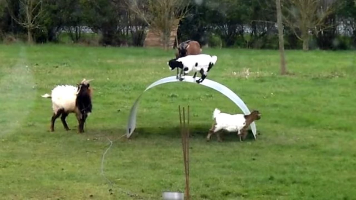 Keçilerin Denge Oyunu İzlenme Rekoru Kırıyor