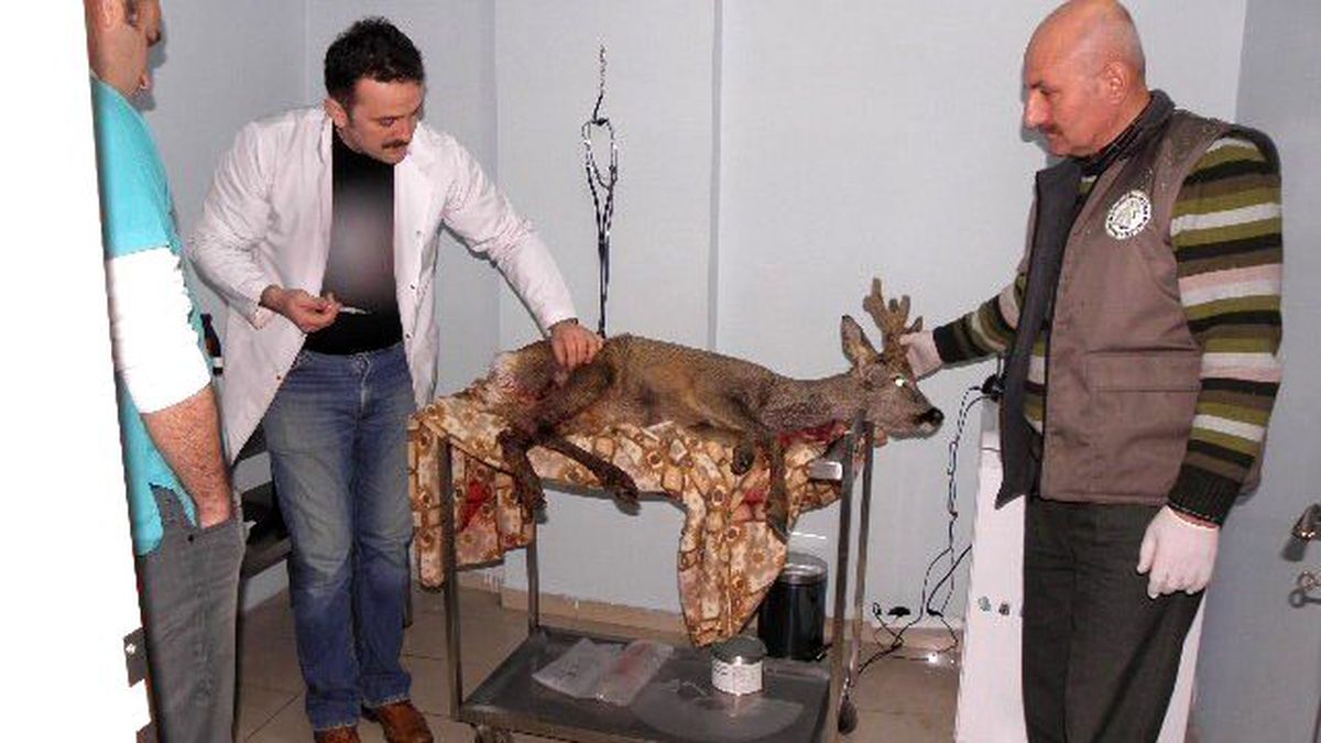 Köpekler Tarafından Yaralanan Karaca Tedavi Altına Alındı