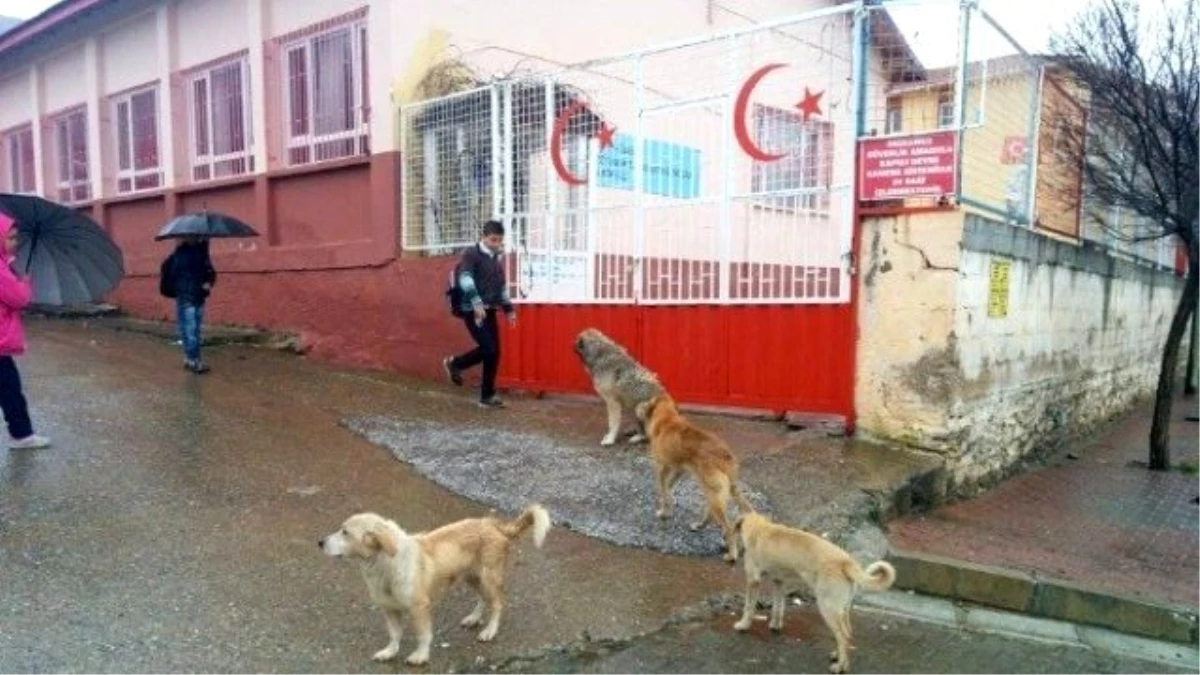 Ödemiş\'te Başı Boş Köpekler Öğrencileri Korkutuyor