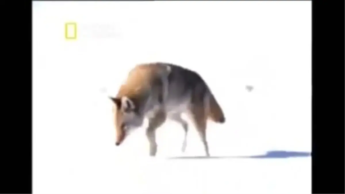 Soğuk Havadaki Hayvanlar - Vahşi Yaşam - Türkçe Belgesel