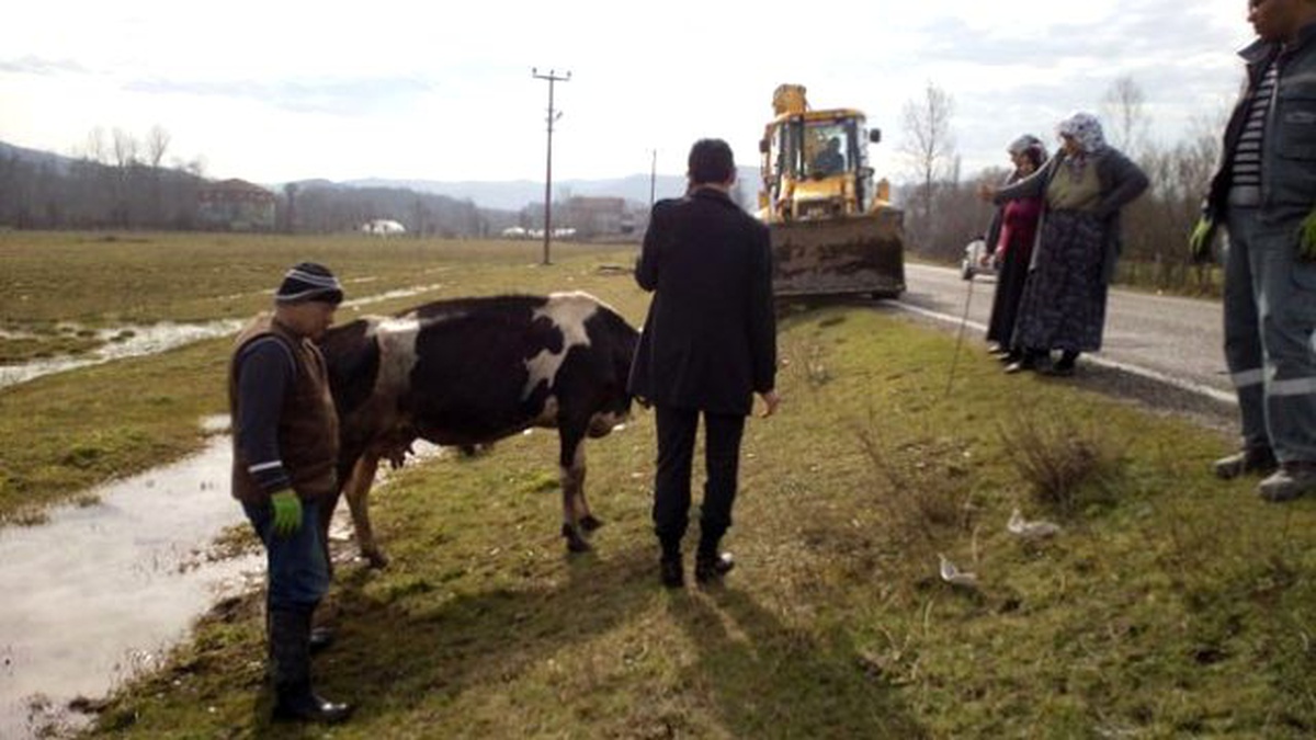 Su Kanalına Düşen Büyükbaş Hayvan İş Makinesi ile Kurtarıldı