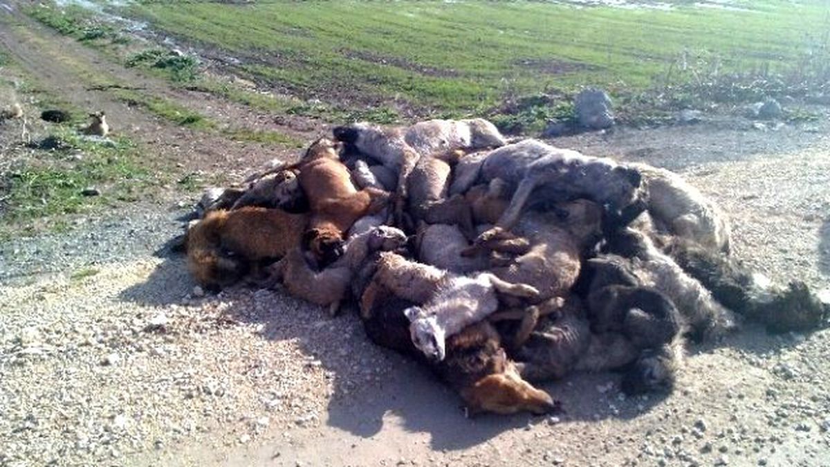 Yenişehir\'de Köpek Katliamı