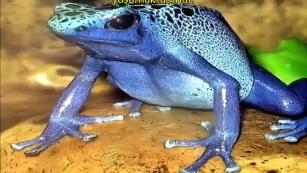 Yeryüzünün Yaşayan En Zehirli 10 Hayvanı