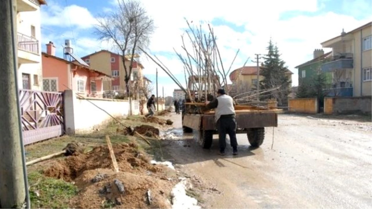 Bolvadin\'de Ağaç Dikim Çalışmaları Başladı