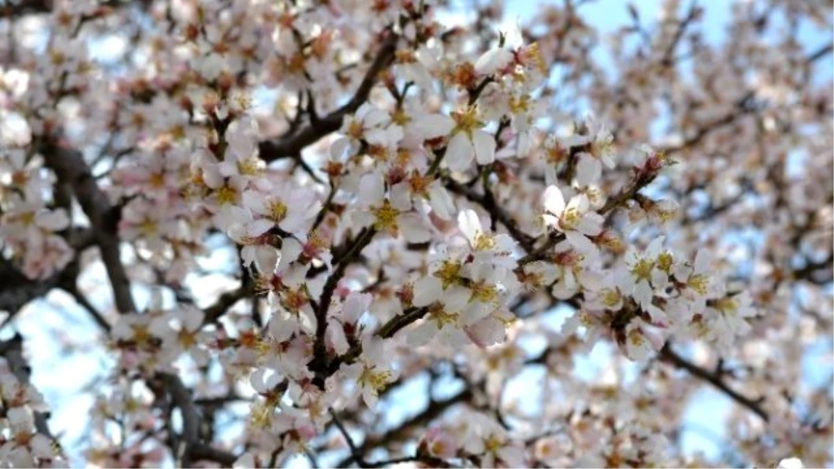 Edirne\'de Yalancı Baharda Badem Ağaçları Çiçek Açtı