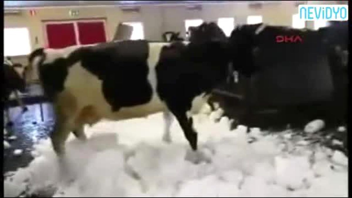Kar Gören İnekler Çılgına Döndü