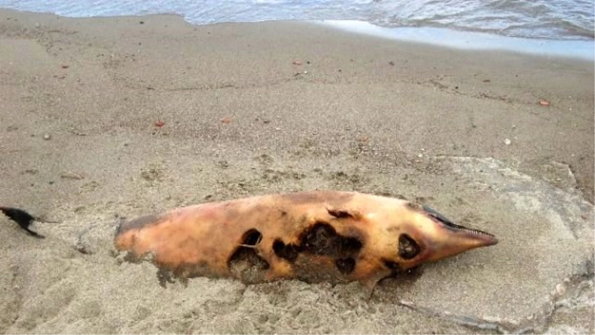 Lapseki Sahilinde Ölü Yunus Balığı Karaya Vurdu