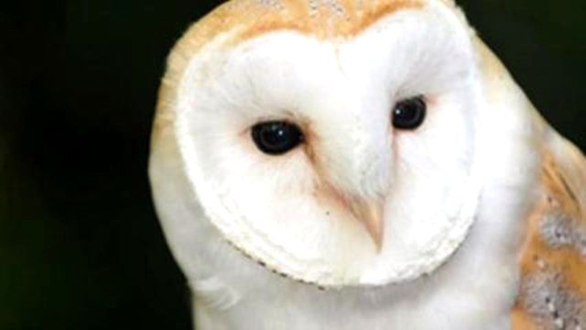 Owl Bar Coming To London For People Who Hate Cat Cafes