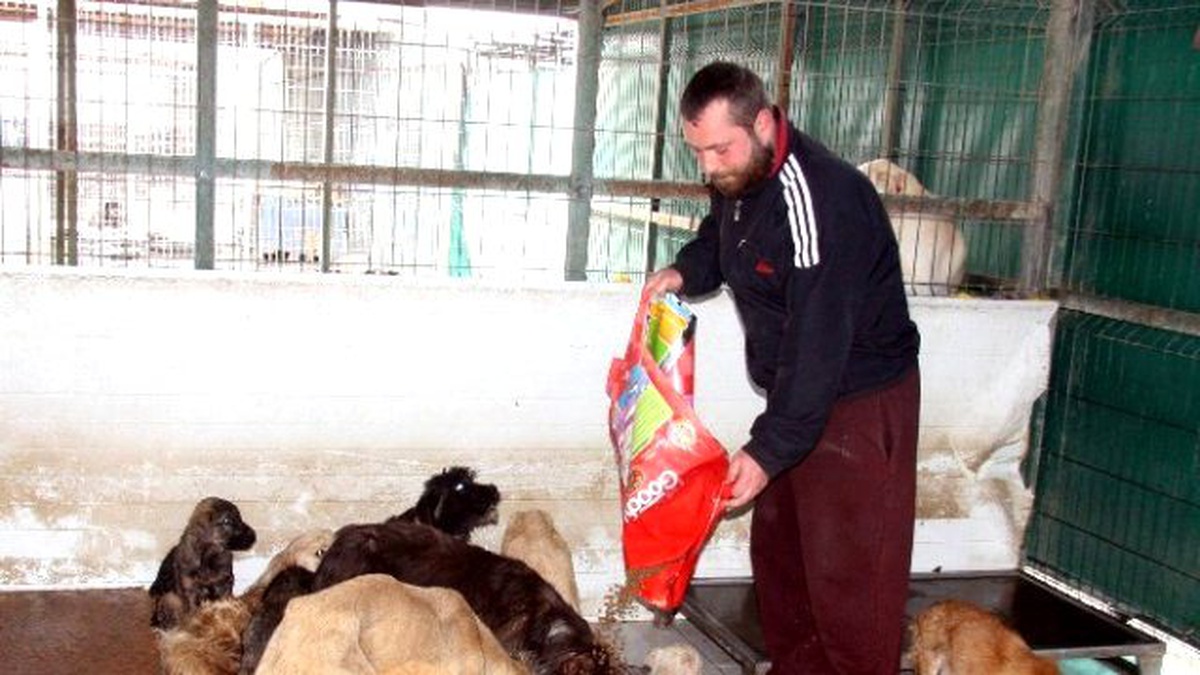 Bursa\'da Ölü Bulunan Köpeklerde Zehre Rastlanmadı