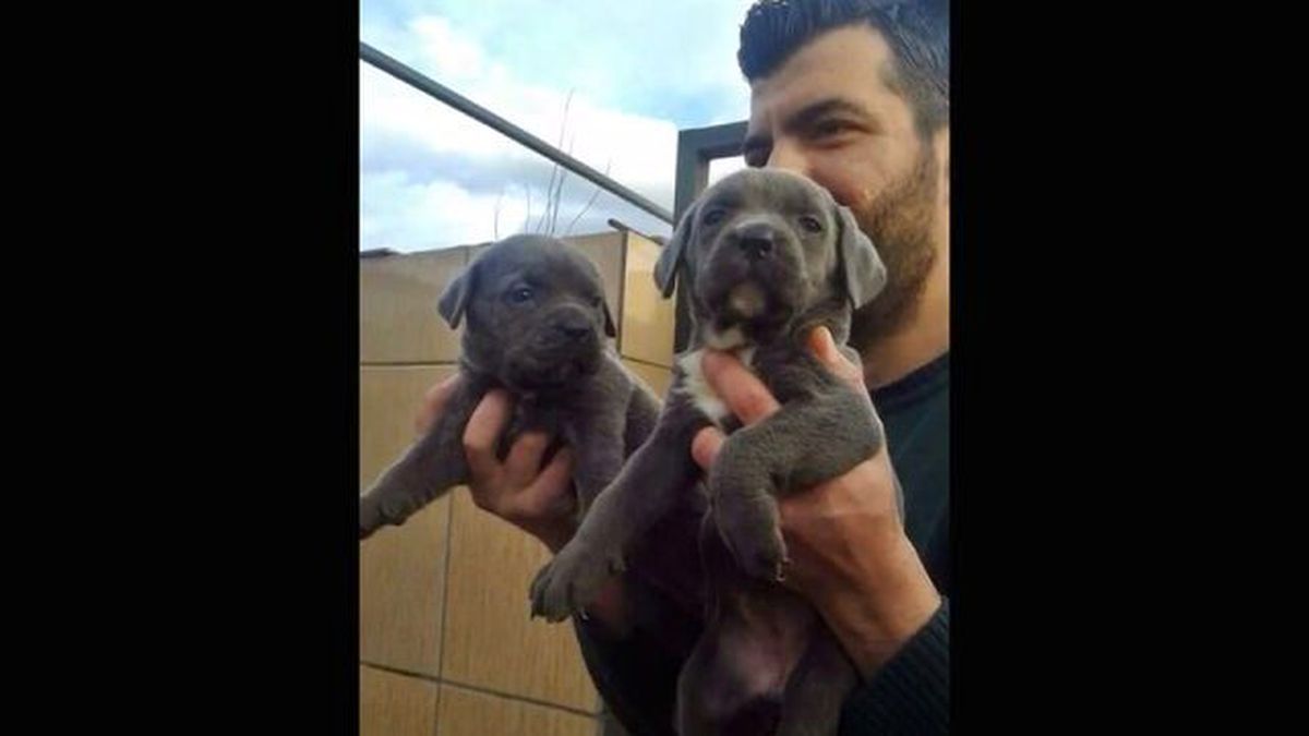 Satılık Cane Corso Yavruları 0543 659 72 02