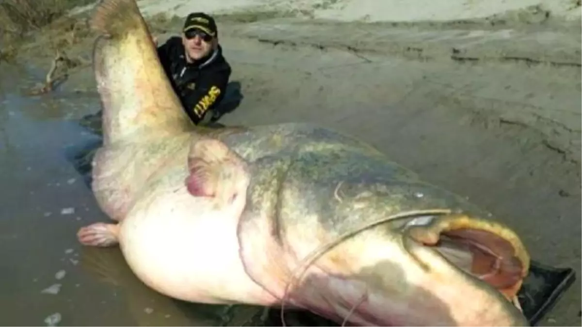 127 Kiloluluk Dev Yayın Balığı Yakaladılar